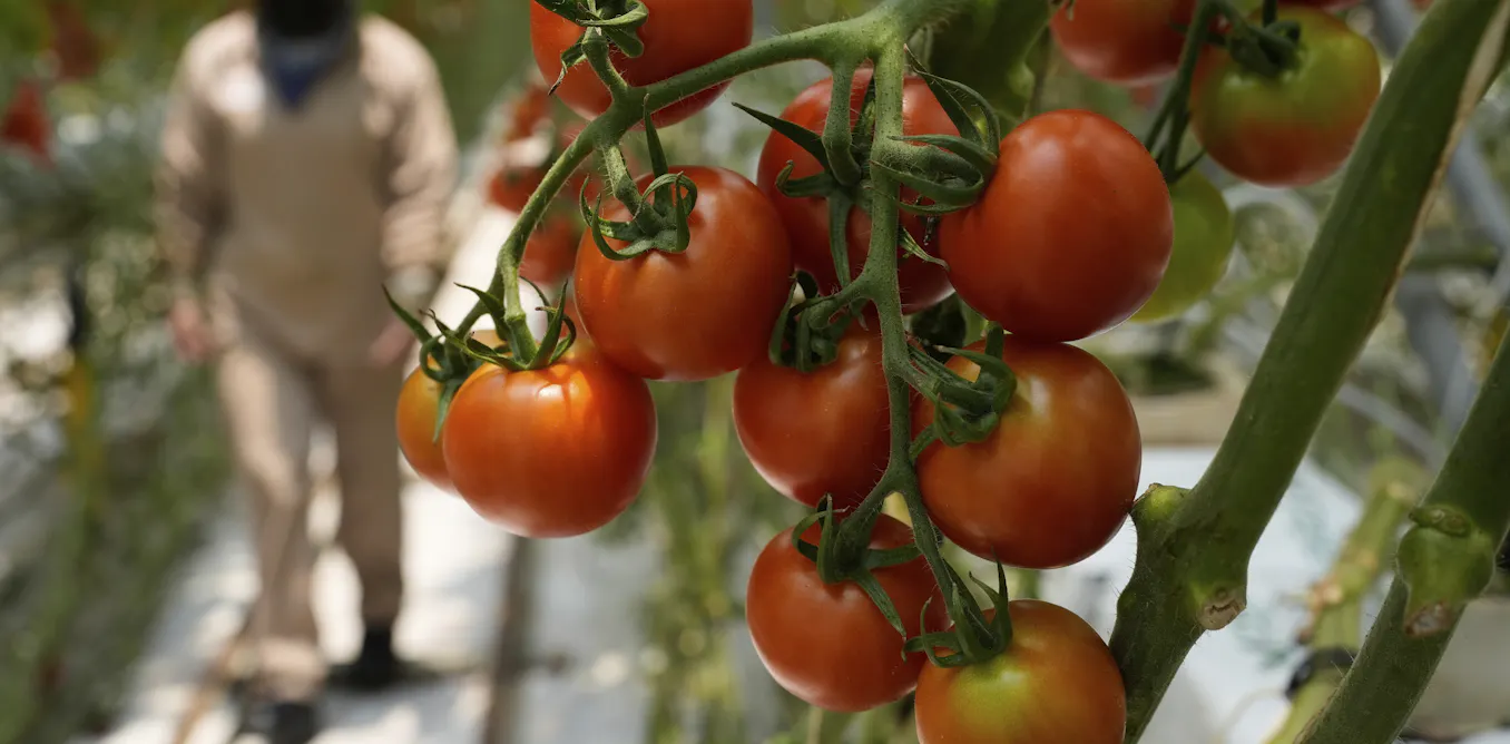 A perfect storm of factors is driving up US produce prices, but shoppers can still save A perfect storm of factors is driving up US produce prices, but shoppers can still save