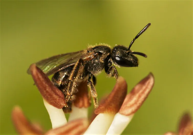 dark colored bee perched on brown-tipped stamen of a flower