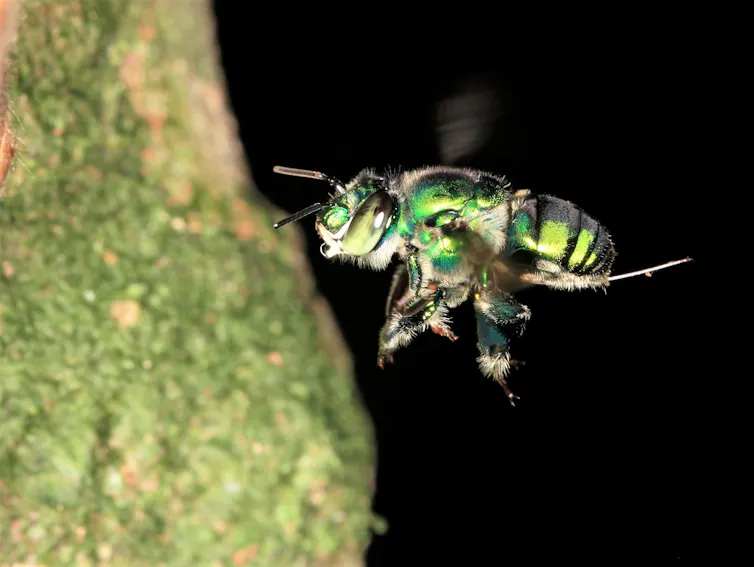 Shiny green bee in flight approaching a surface