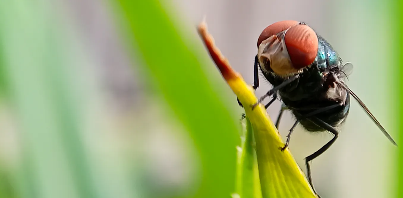 EduWireDaily — Colorado prepares for screwworms, as the pest that was eradicated in 1966 returns to the US