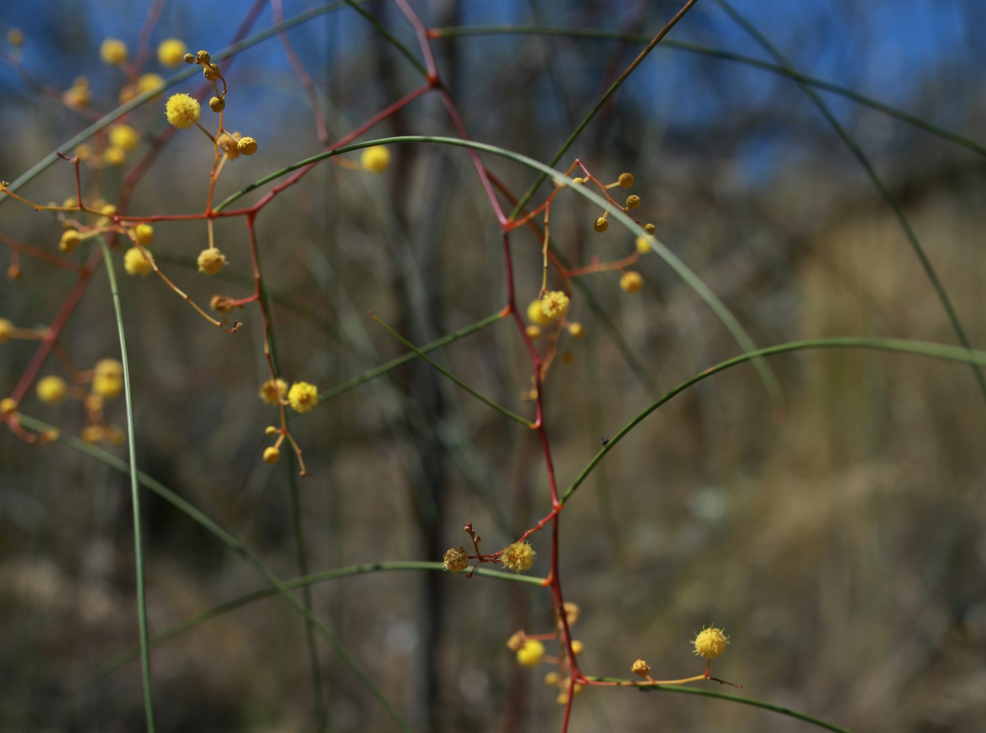 This rare Australian wattle is on the brink of extinction: new research