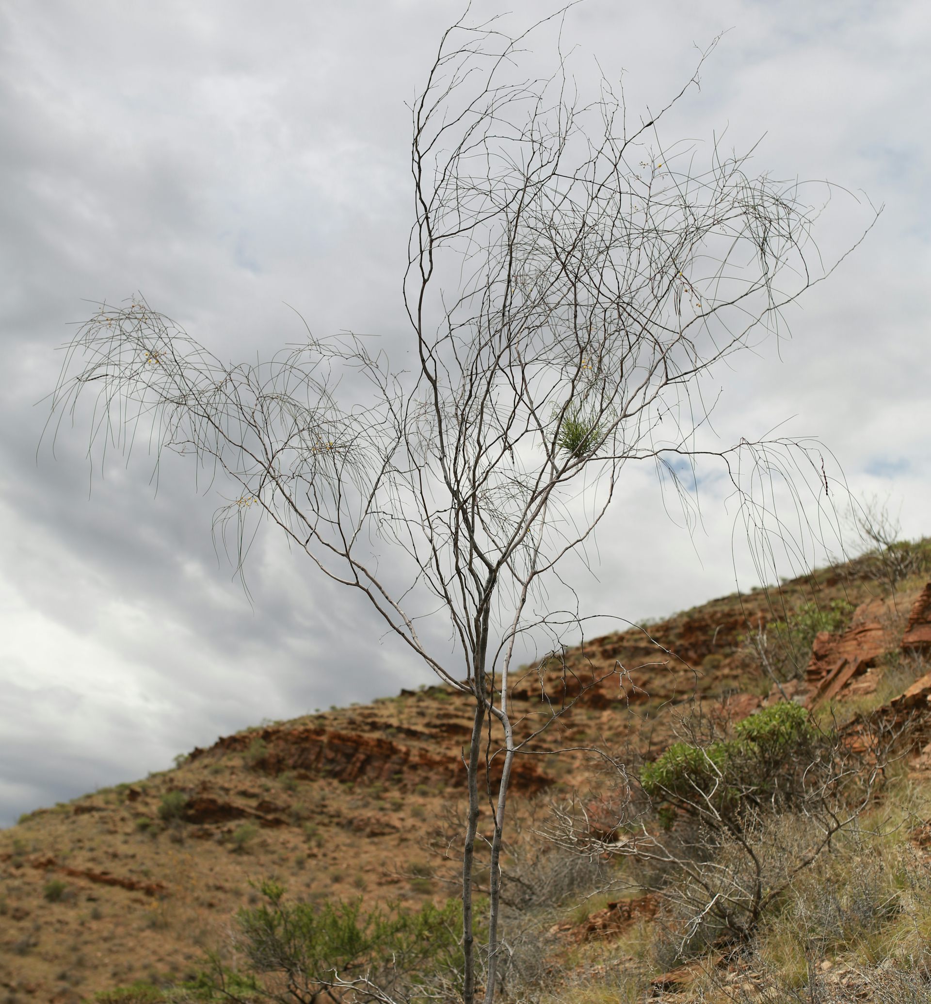 An image of a tall plant with thin branches in a rocky landscape.