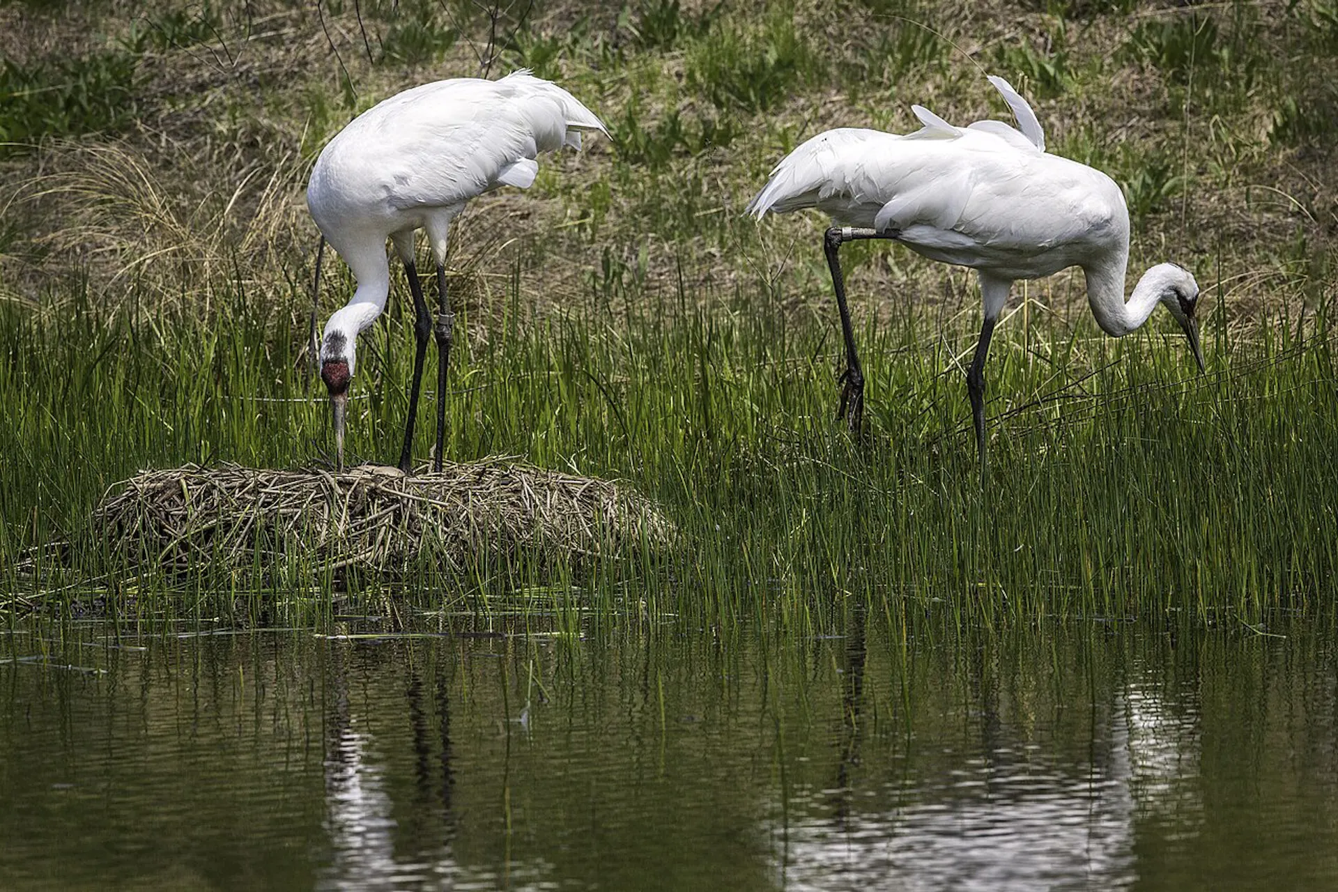 Two large white birds in a wetland area with a large nest.