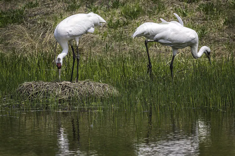 Two large white birds in a wetland area with a large nest.