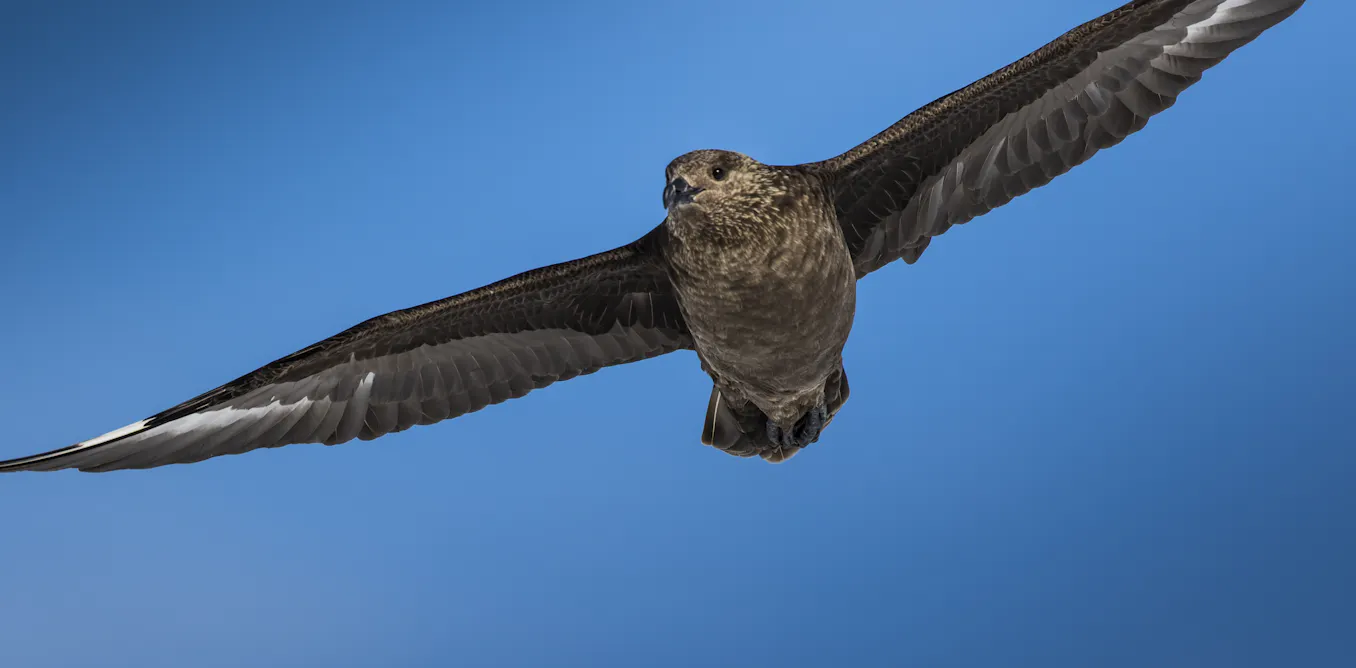 EduWireDaily — Bird flu has reached New Zealand – what this means and what comes next