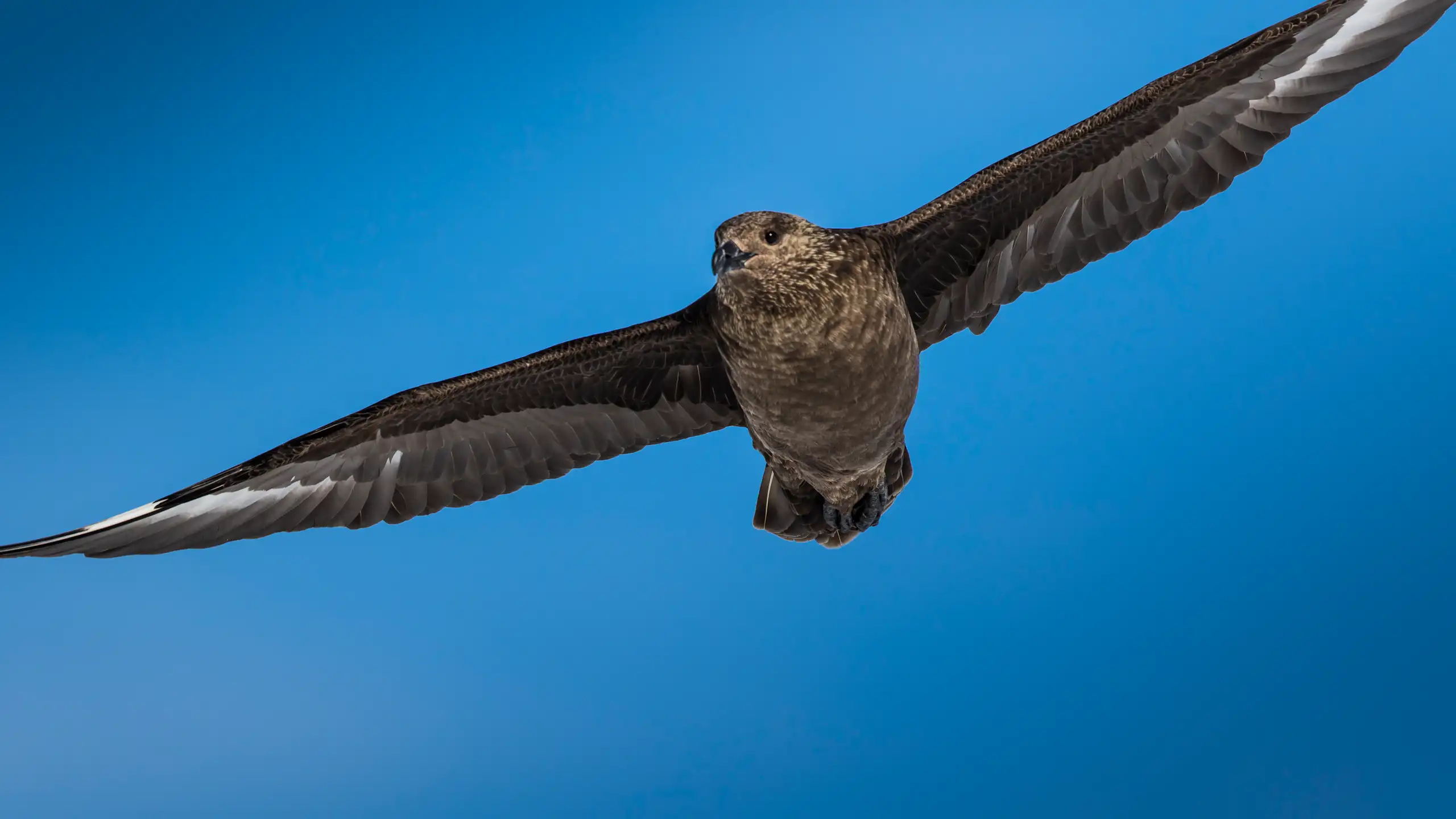 brown skua