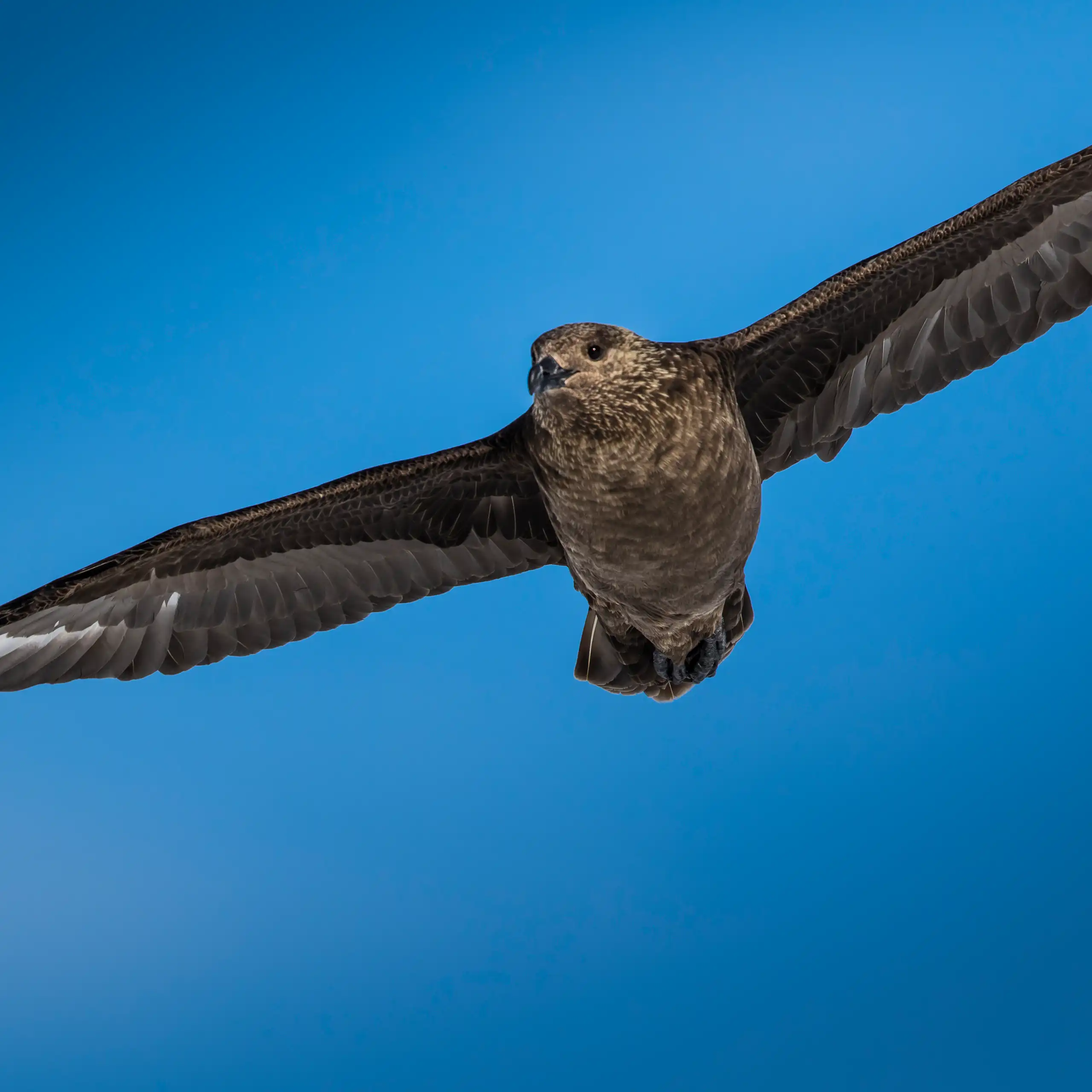 brown skua