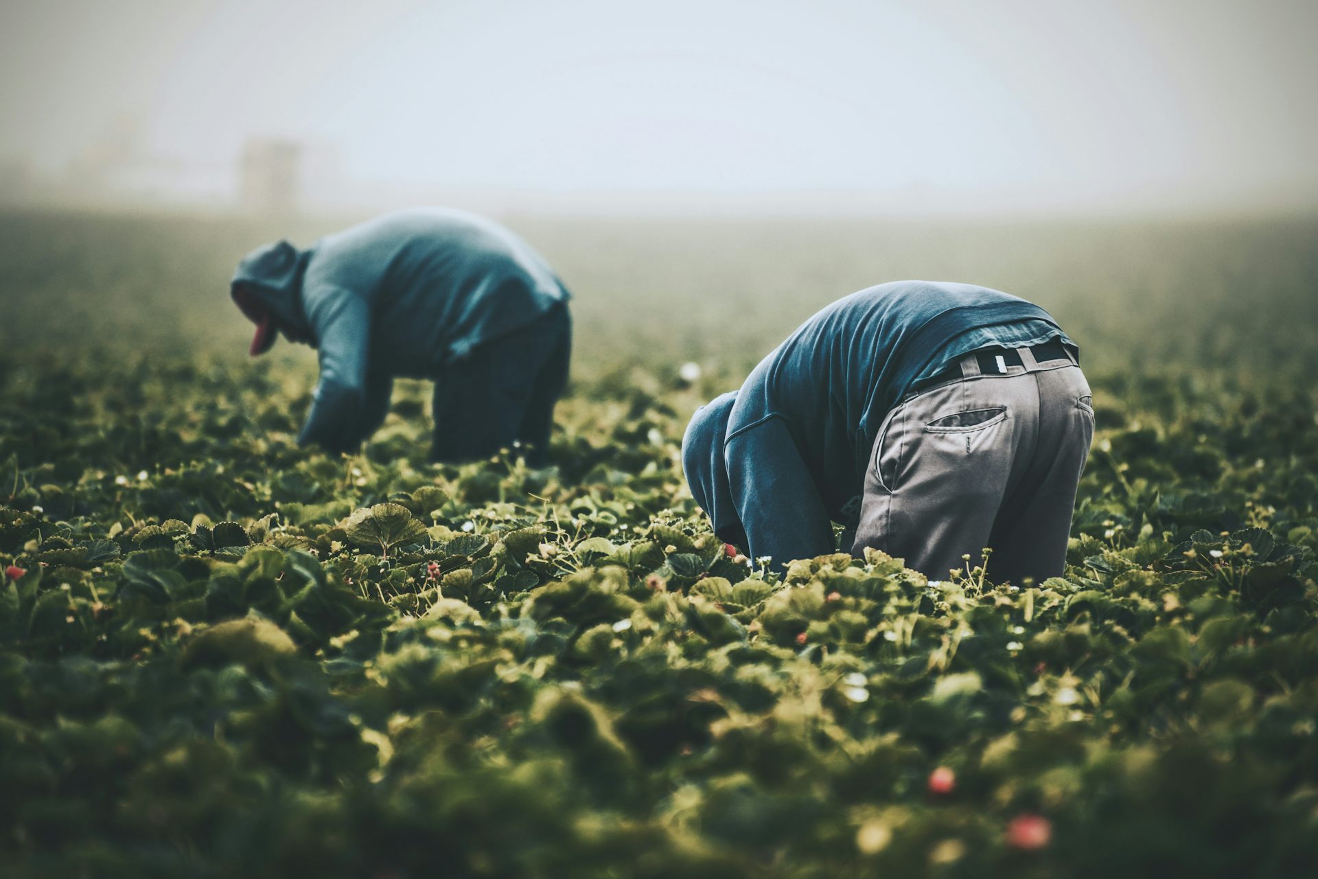 Australian companies to face fines and criminal action if they fail to prevent modern slavery
