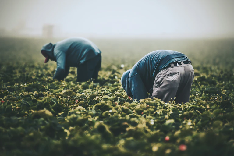 Two farm workers picking berries