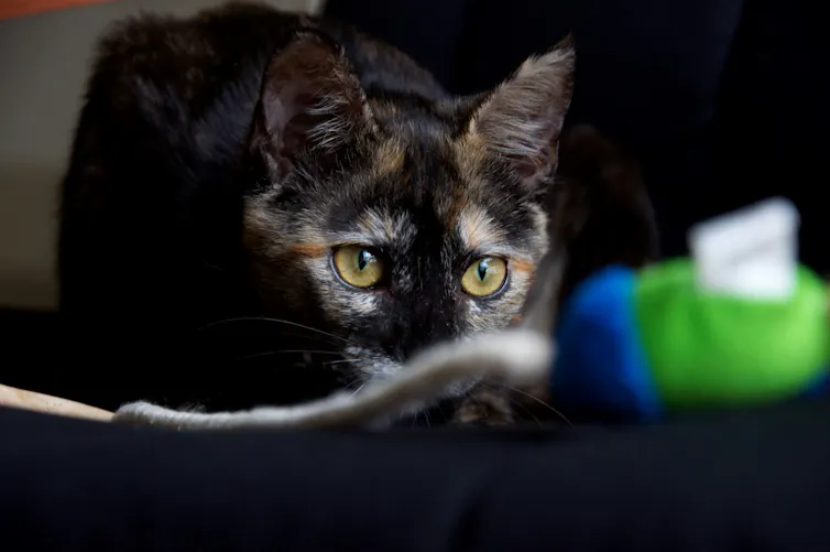 A tortie cat up close, readying to pounce on a colourful mouse at the end of a string.