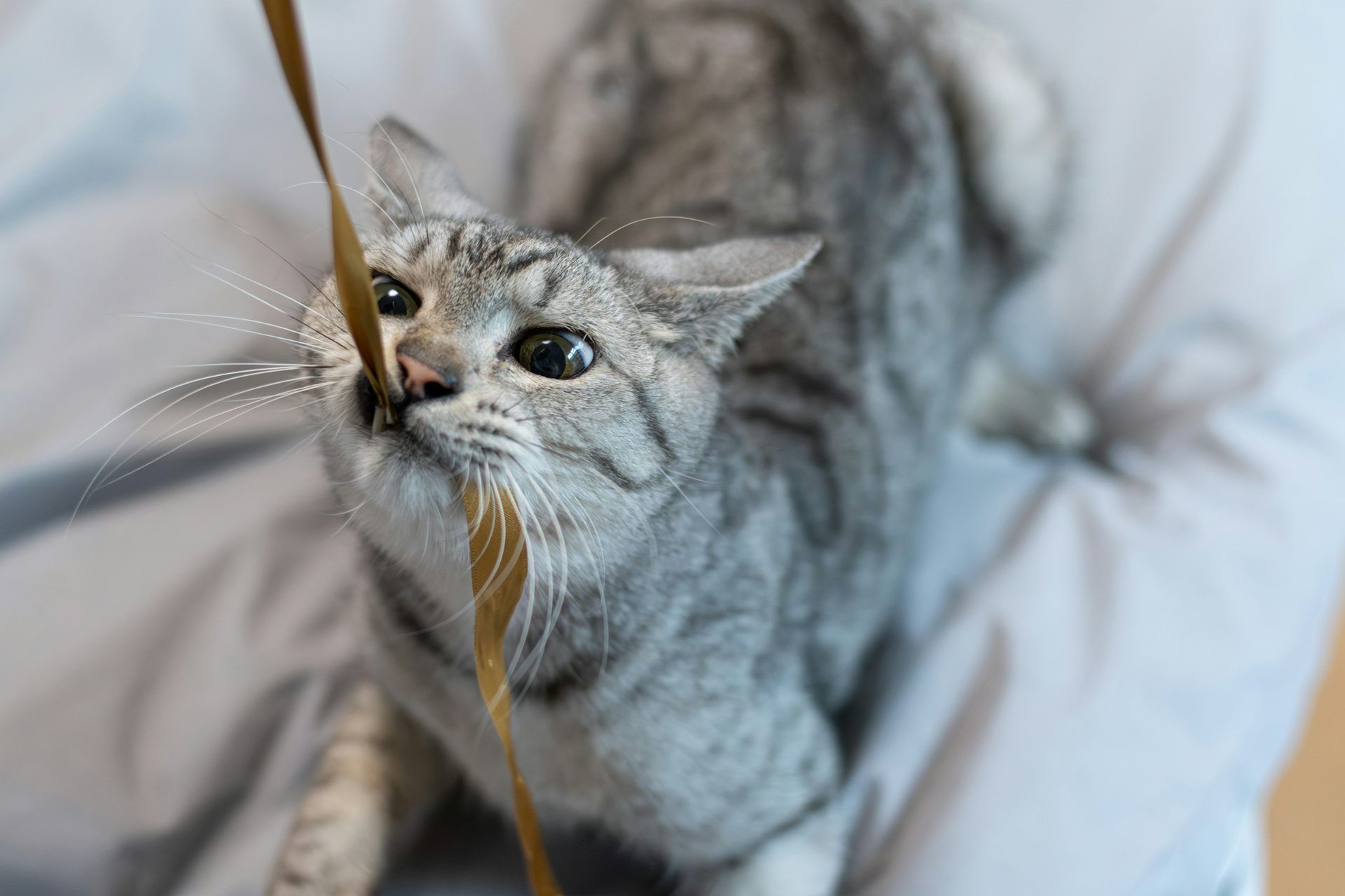 Play-fighting or just fighting? New study suggests a rethink on how we play with cats