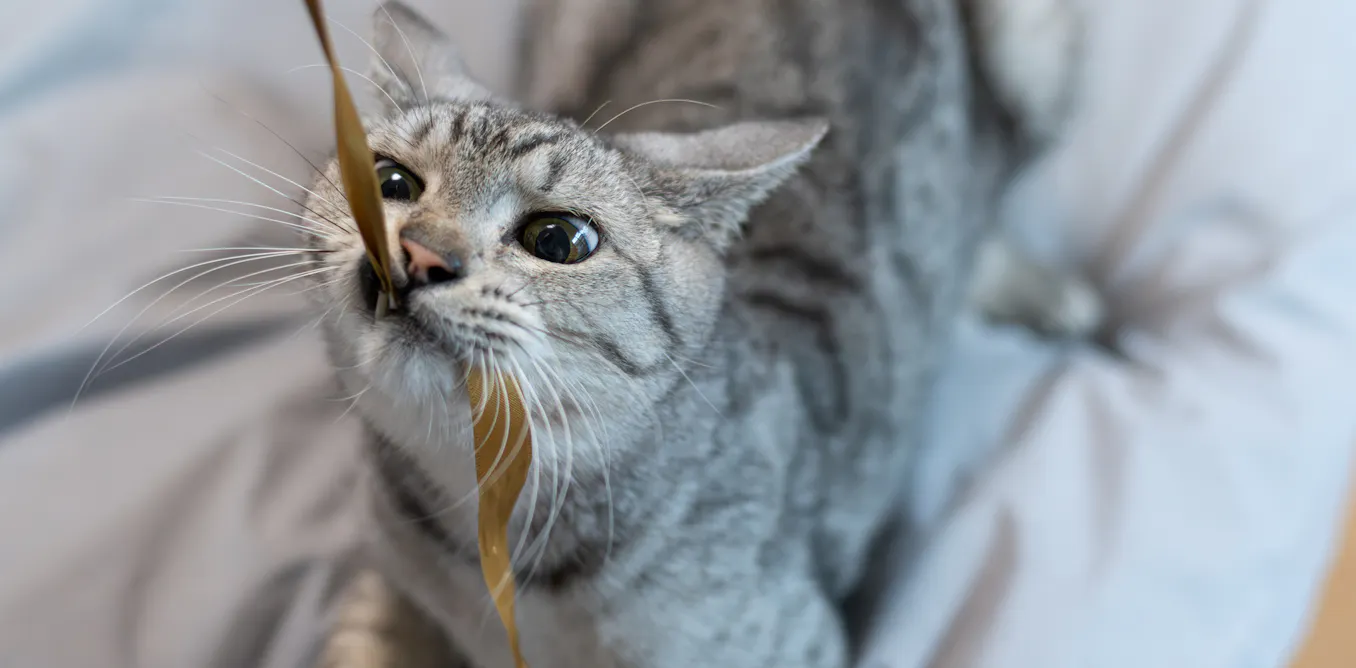 Play-fighting or just fighting? New study suggests a rethink on how we play with cats Play-fighting or just fighting? New study suggests a rethink on how we play with cats