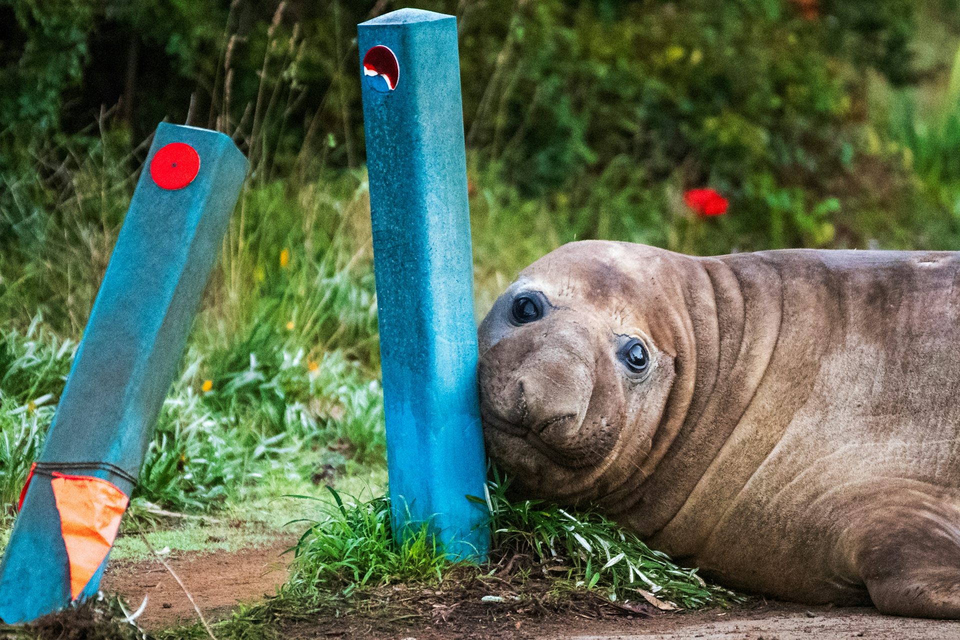 Neil the Seal can teach us plenty about seal behaviour. A marine biologist explains