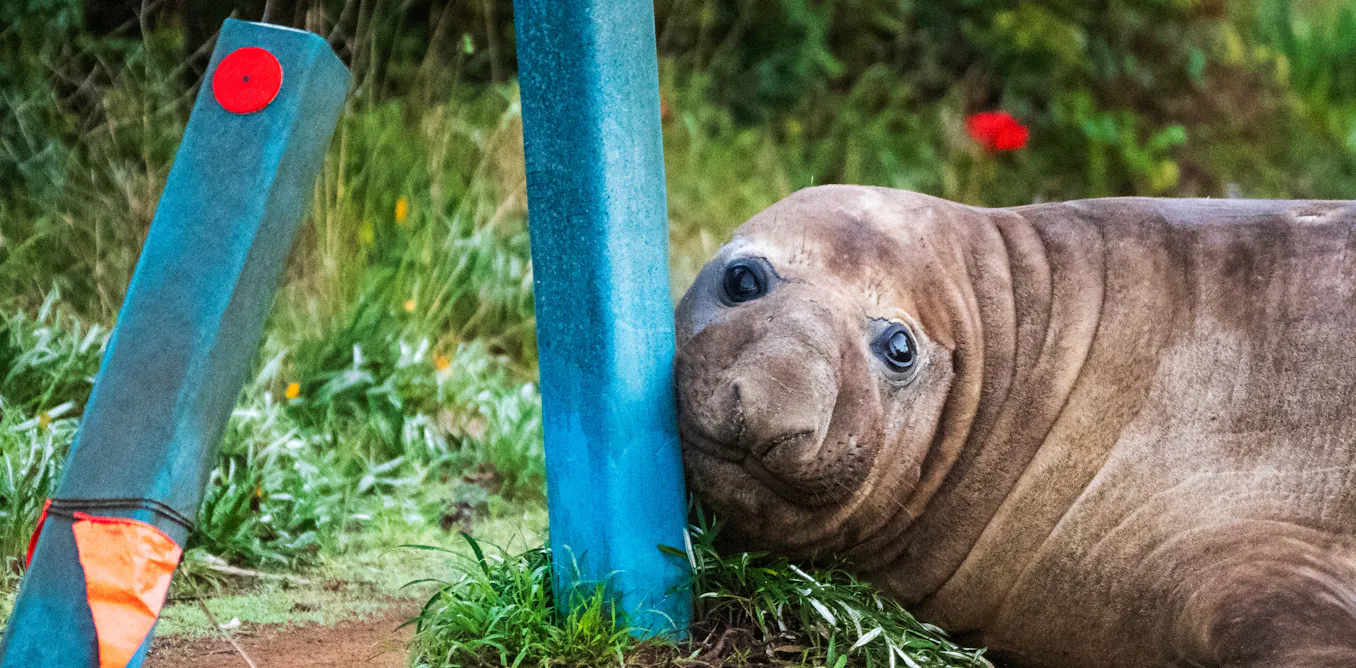 Neil the Seal can teach us plenty about seal behaviour. A marine biologist explains Neil the Seal can teach us plenty about seal behaviour. A marine biologist explains