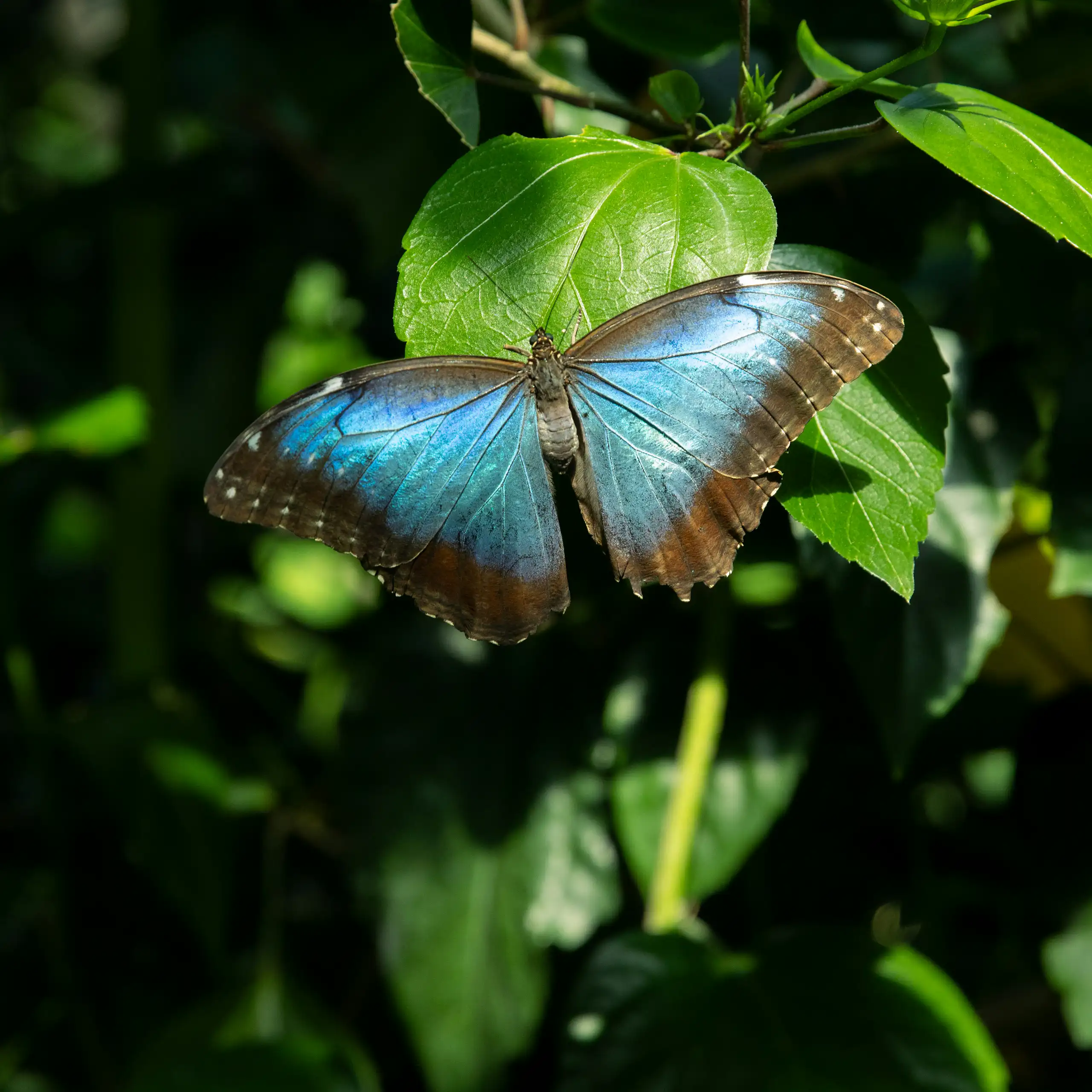 papillon bleu sur une feuille verte