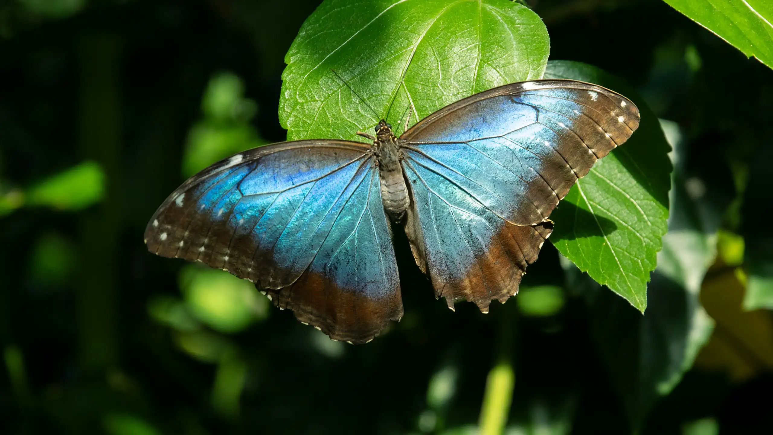 papillon bleu sur une feuille verte