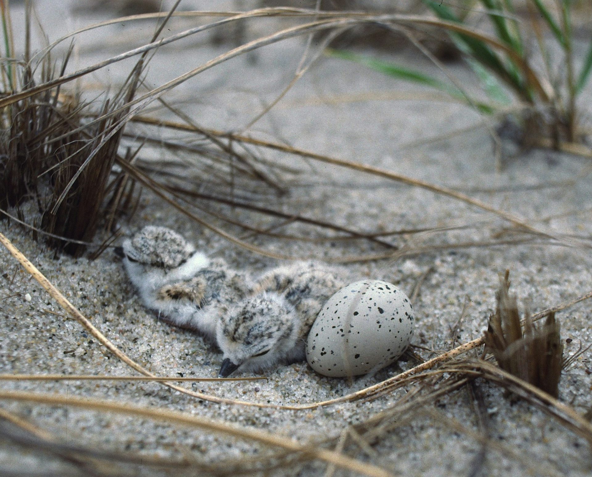 Why Trump’s move to gut the Endangered Species Act won’t hold up in court