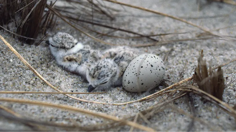 Tiny chicks and an egg in a nest