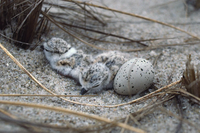 Tiny chicks and an egg in a nest