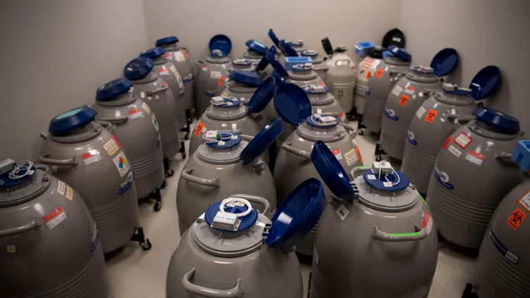A room with about two dozen large gray storage cylinders with blue tops.