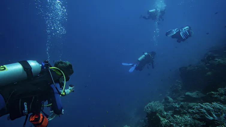 A researcher following scuba divers to monitor behaviour of divers. Underwater shot, one diver in foreground.