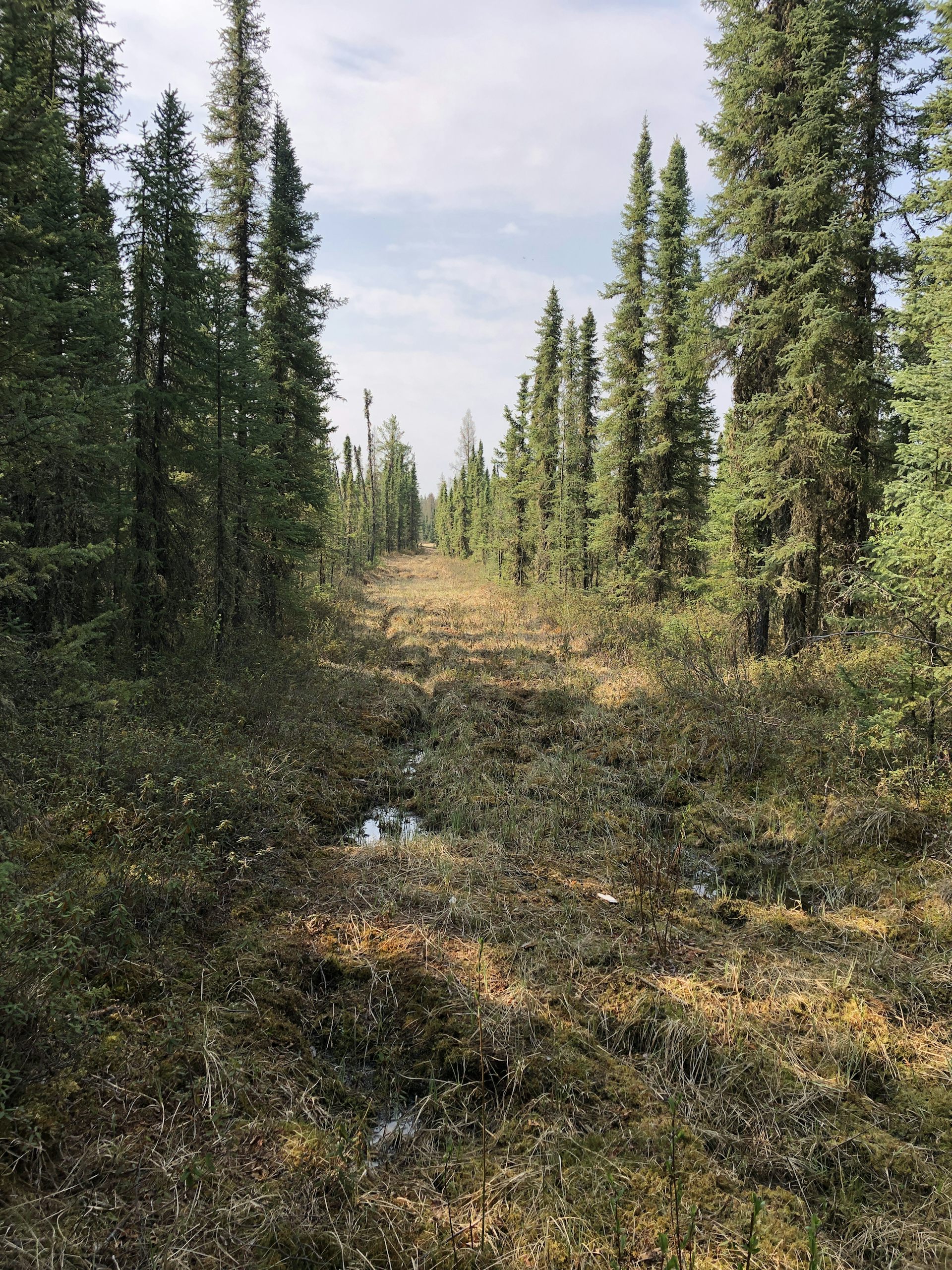 Die industrielle Entwicklung fragmentiert Kanadas borealen Wald. Regierungen sollten sorgfältig über zukünftige Genehmigungen nachdenken