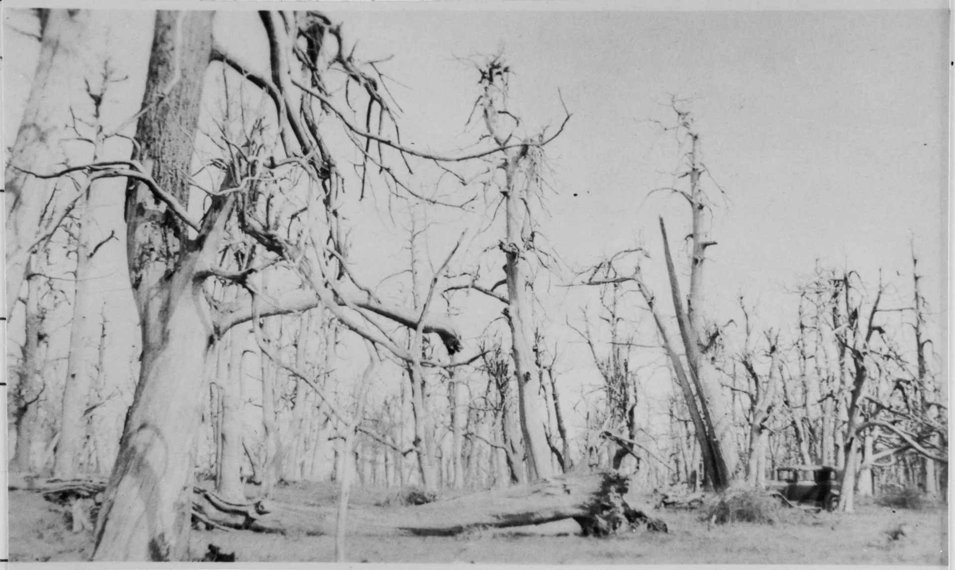 black-and-white photo of dead trees with no leaves; a car looks small next to them