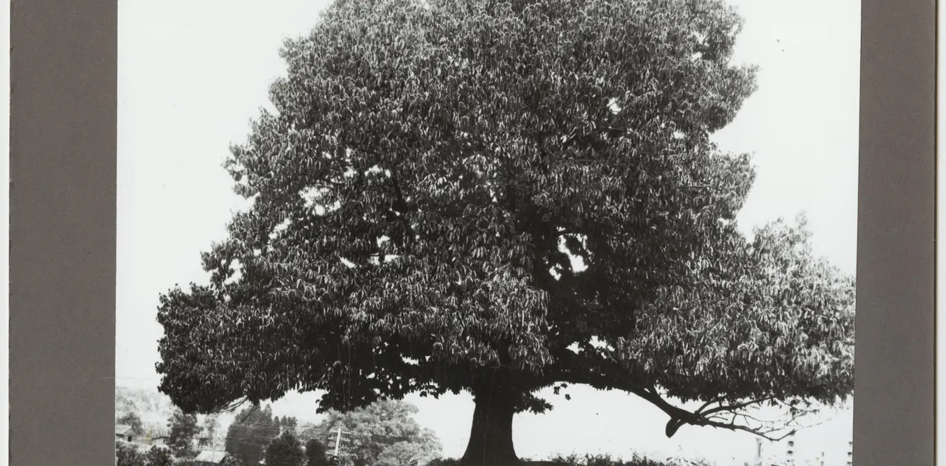 New genetic approaches raise hopes for restoring the American chestnut to its former glory New genetic approaches raise hopes for restoring the American chestnut to its former glory