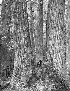 Black-and-white photo of several people looking tiny near huge trunks with branches and leaves out of frame