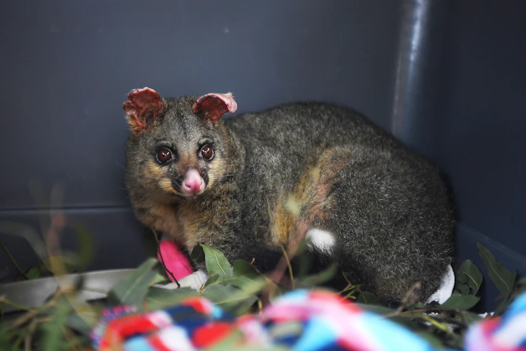 A brushtail possum whose ears and legs have been burnt from recent bushfires sits in a cage.