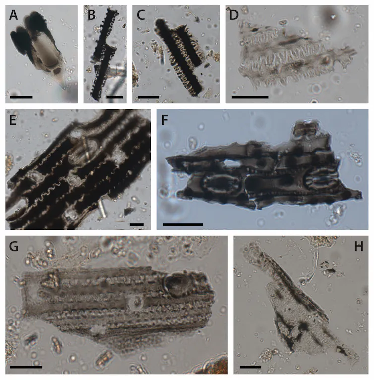 A series of eight labelled images.