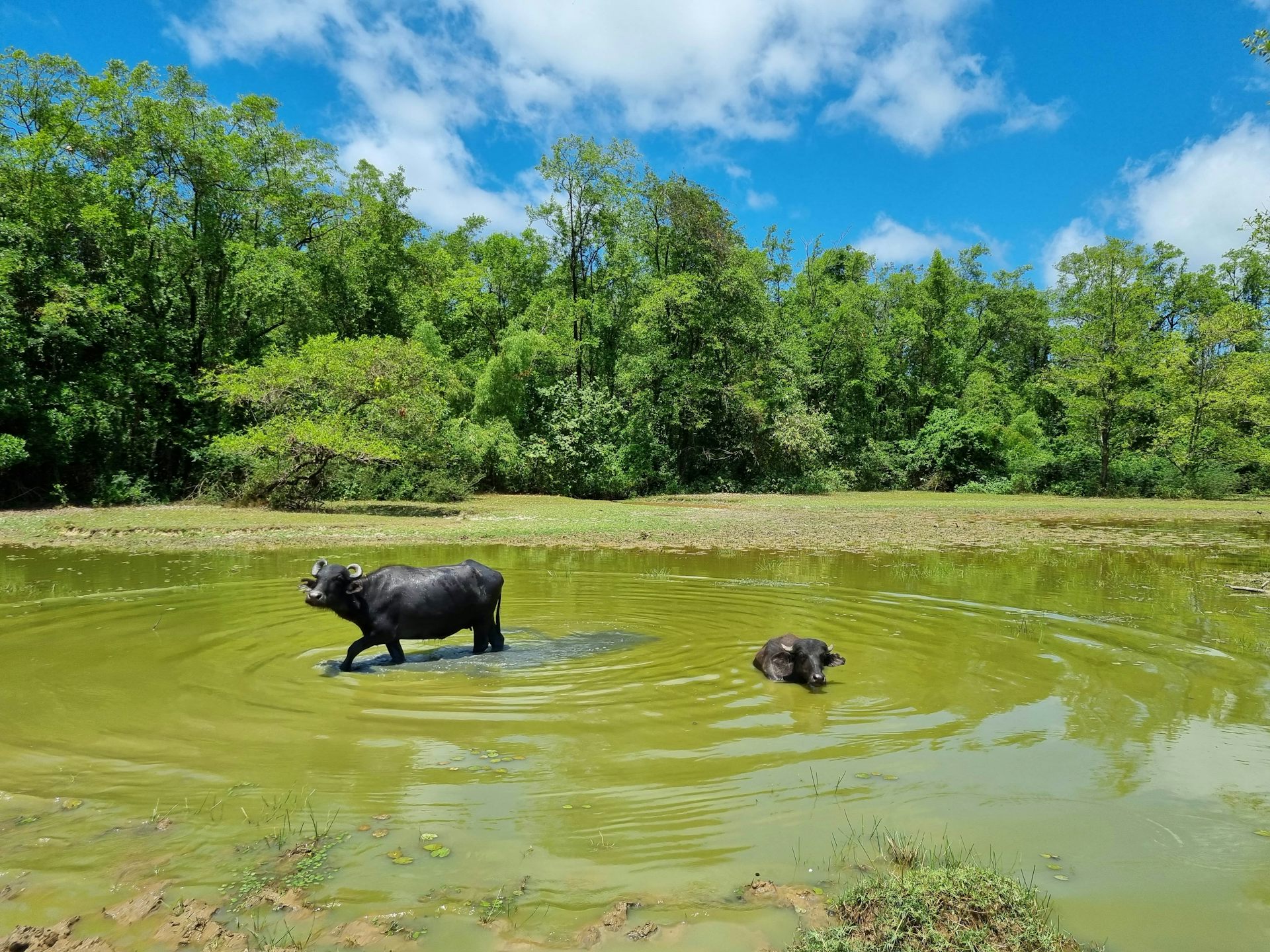 Warum es im Marajó-Archipel, einer der wasserreichsten Regionen der Welt, immer noch an Trinkwasser mangelt