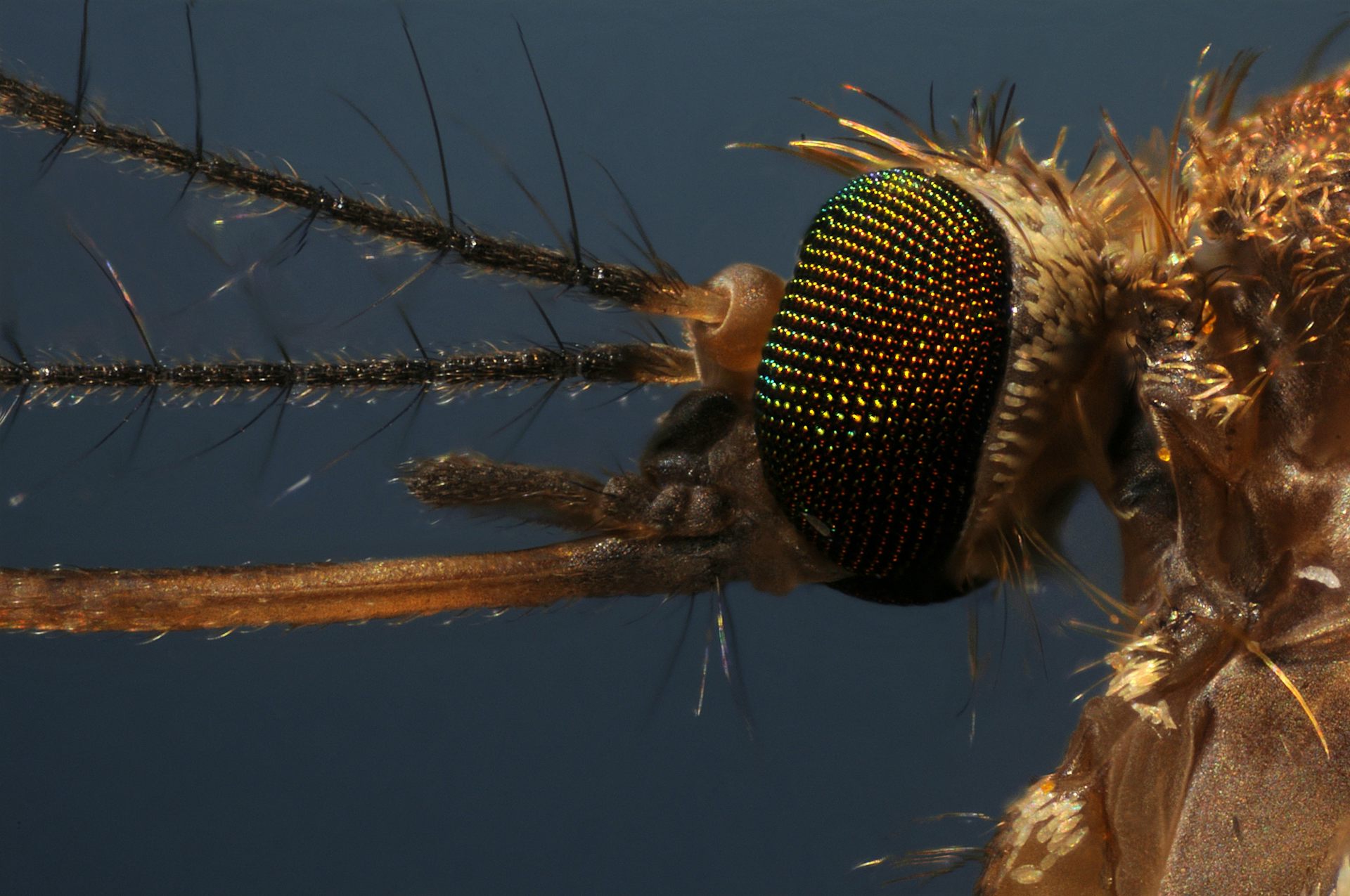Photo macro de la tête d’un moustique, vue de profil.