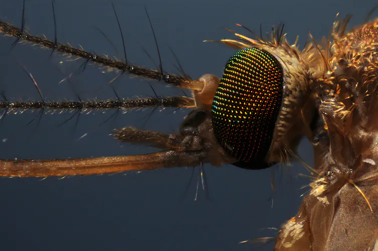 Photo macro de la tête d’un moustique, vue de profil.
