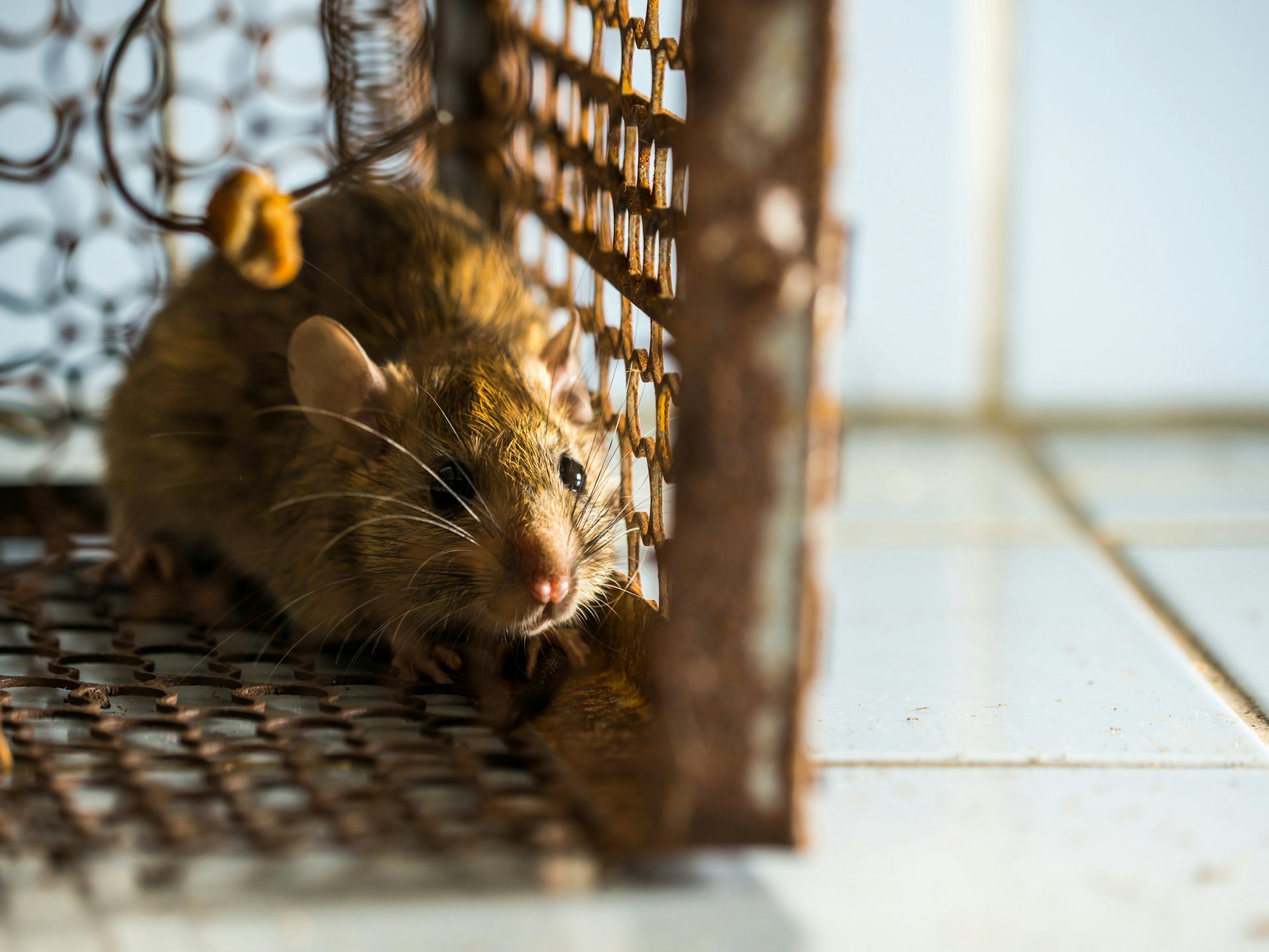 Why are some animals considered ‘pests’? It comes down to culture and convenience