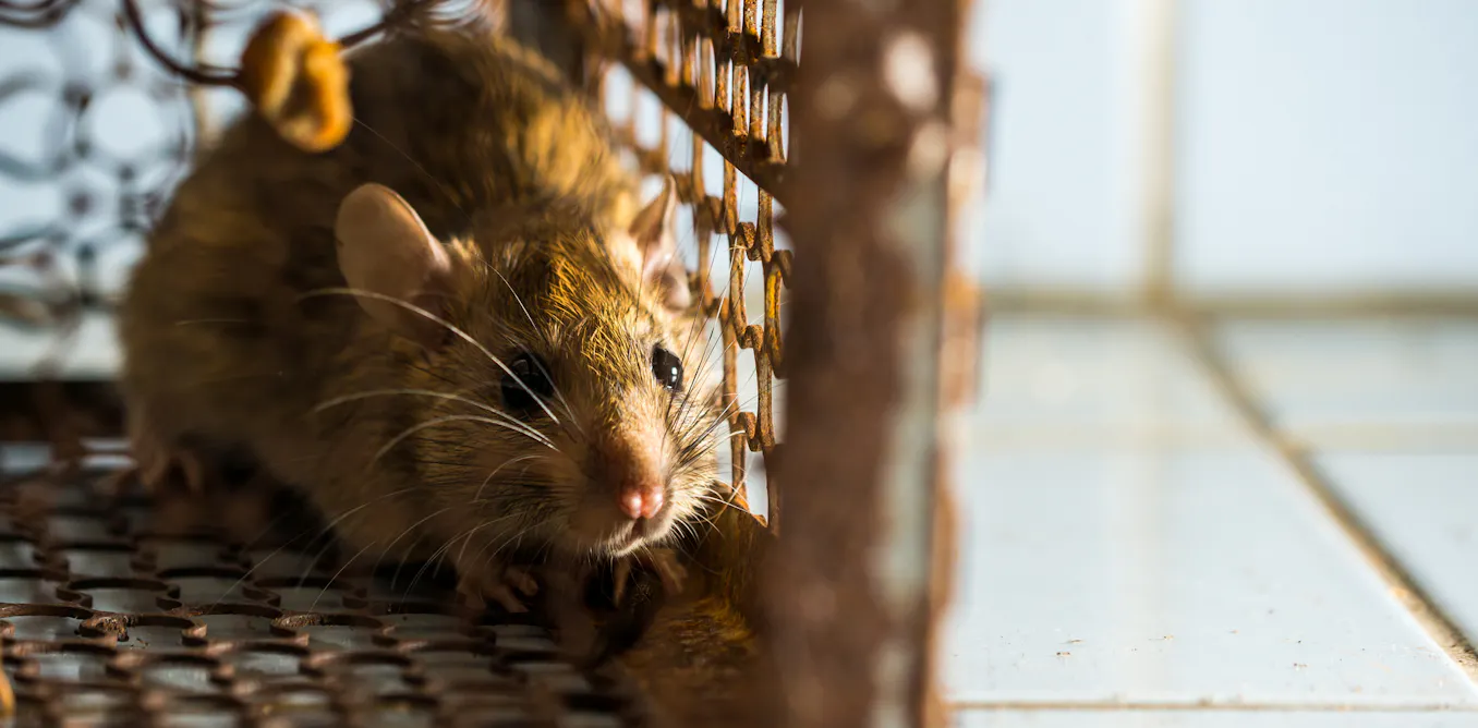 Why are some animals considered ‘pests’? It comes down to culture and convenience Why are some animals considered ‘pests’? It comes down to culture and convenience