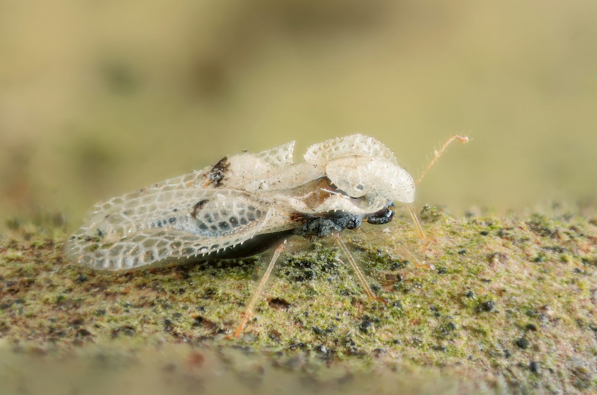 Photo macro de Corythucha ciliata