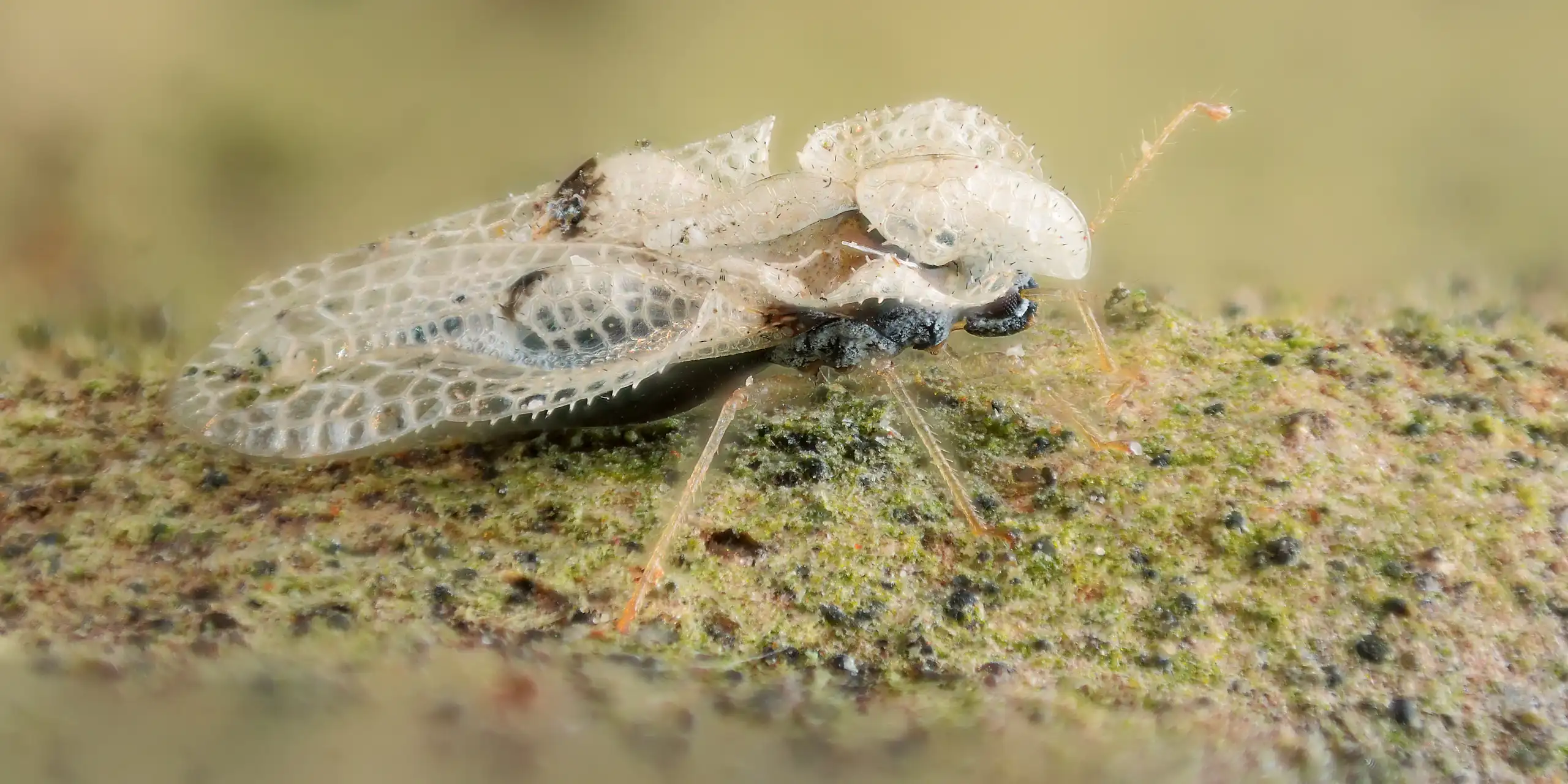 Photo macro d’une punaise Corythucha ciliata, le tigre du platane