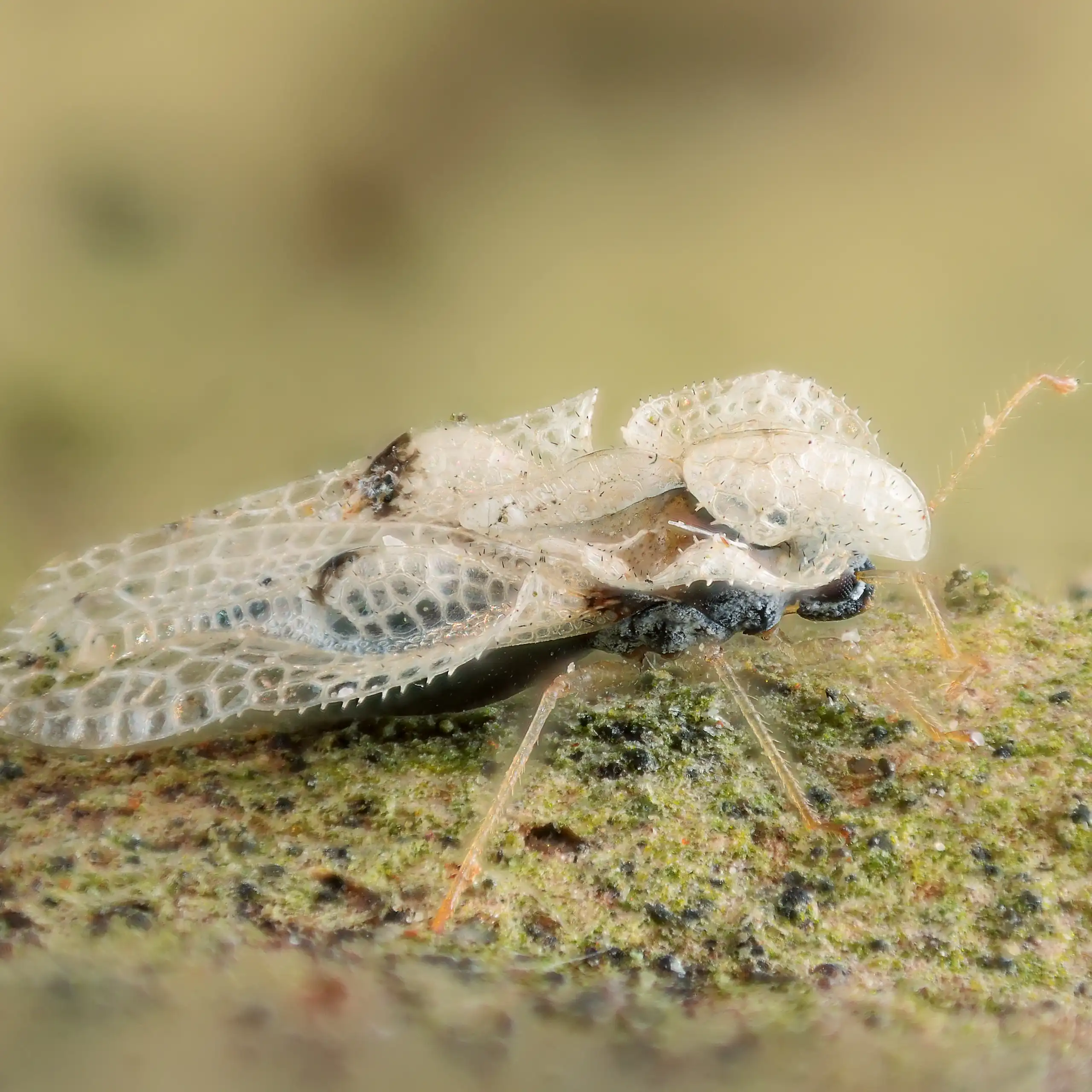 Photo macro d’une punaise Corythucha ciliata, le tigre du platane