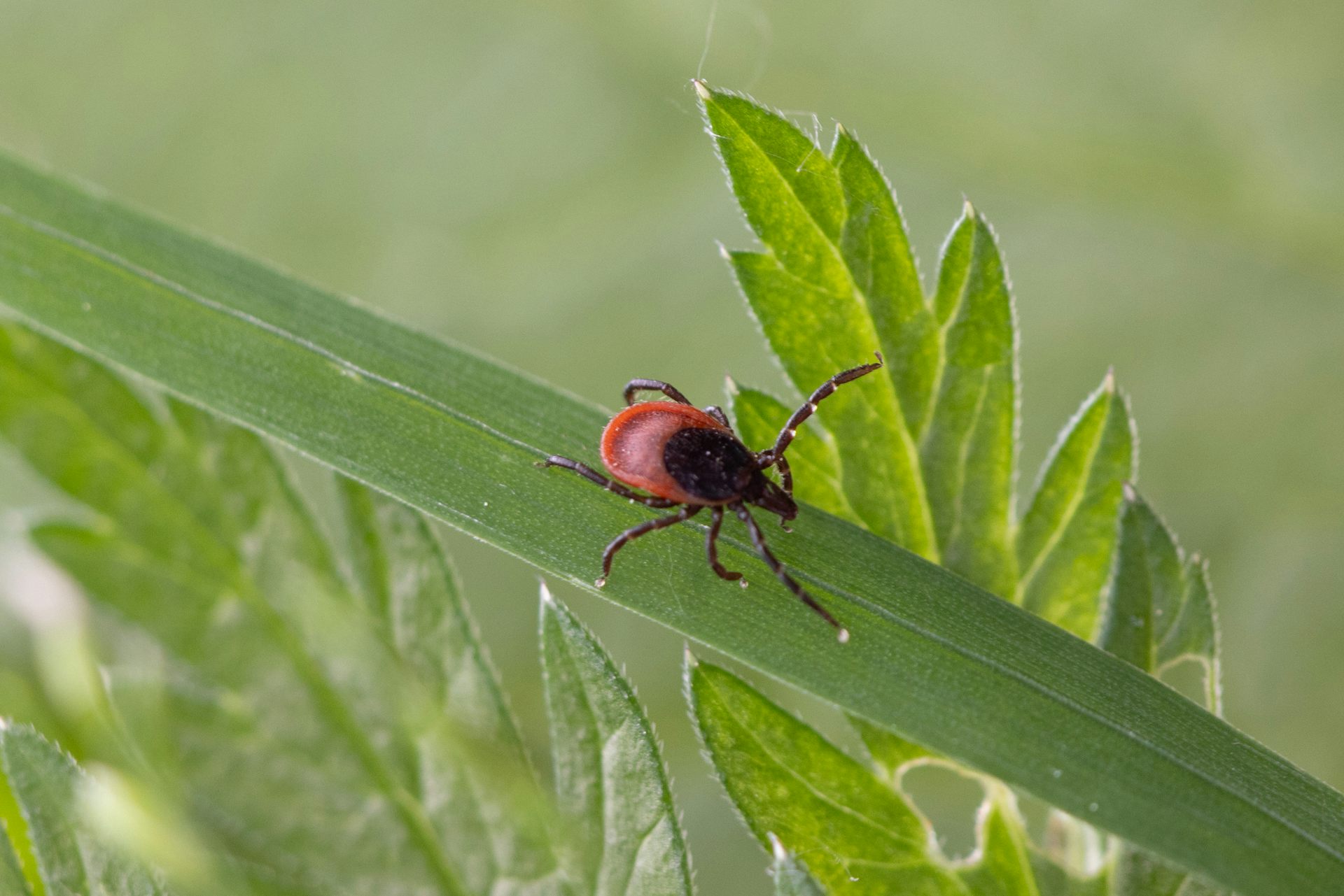 Photo d’une tique Ixodes ricinus, à l’affût sur une herbe.