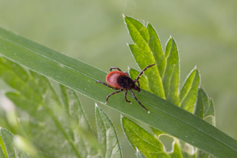 Photo d’une tique Ixodes ricinus, à l’affût sur une herbe.