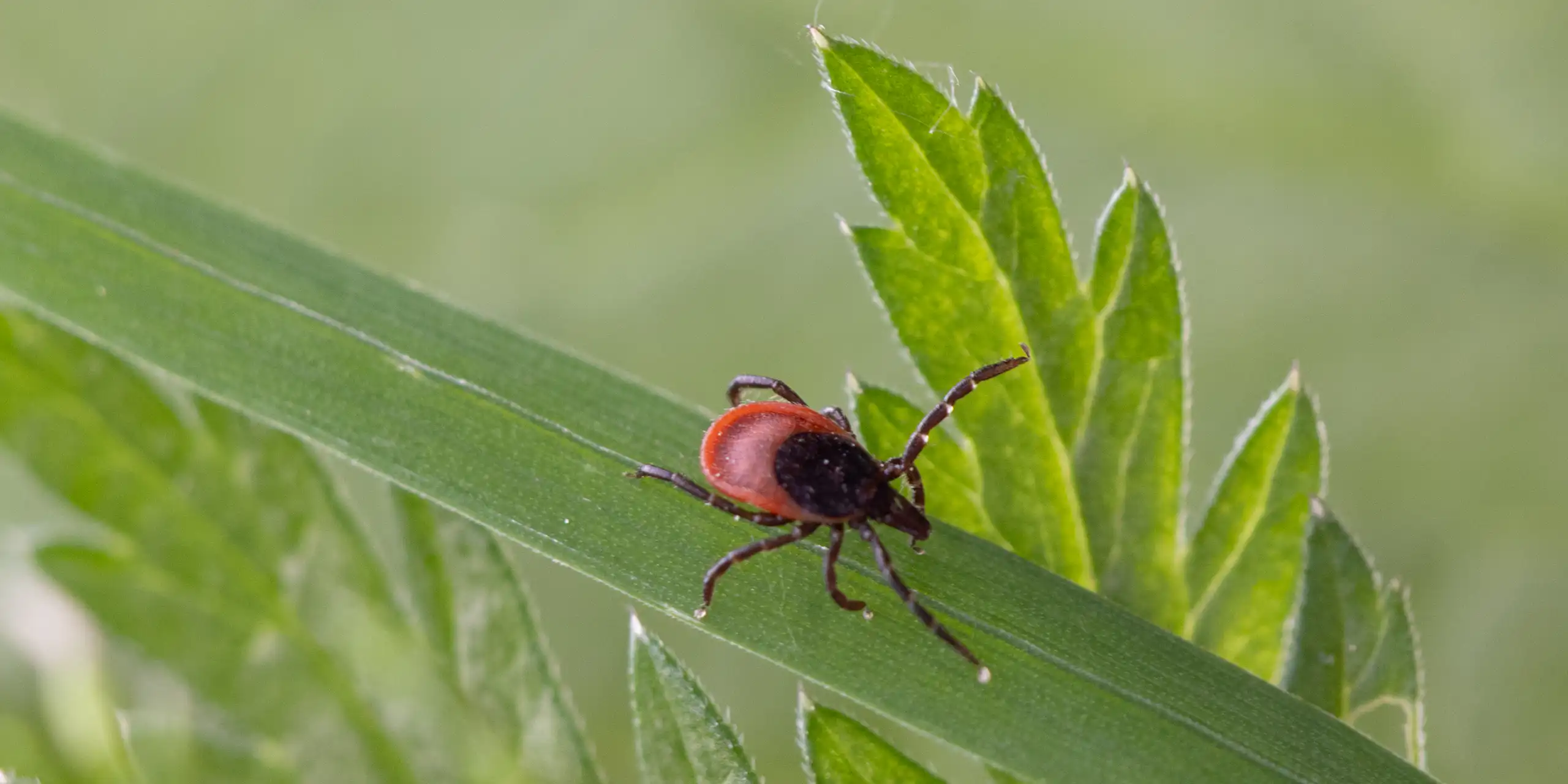 Photo d’une tique Ixodes ricinus, à l’affût sur une herbe.