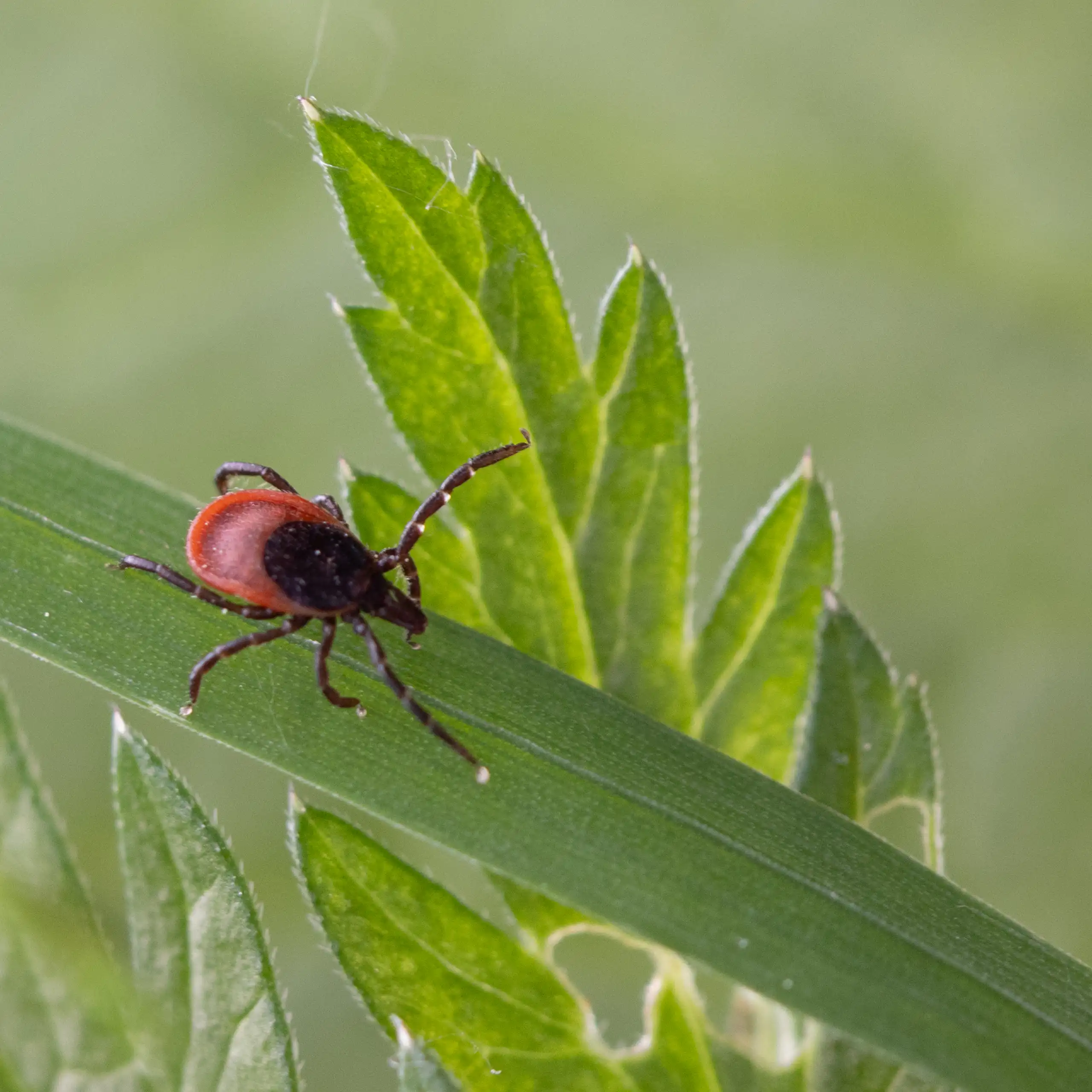 Photo d’une tique Ixodes ricinus, à l’affût sur une herbe.