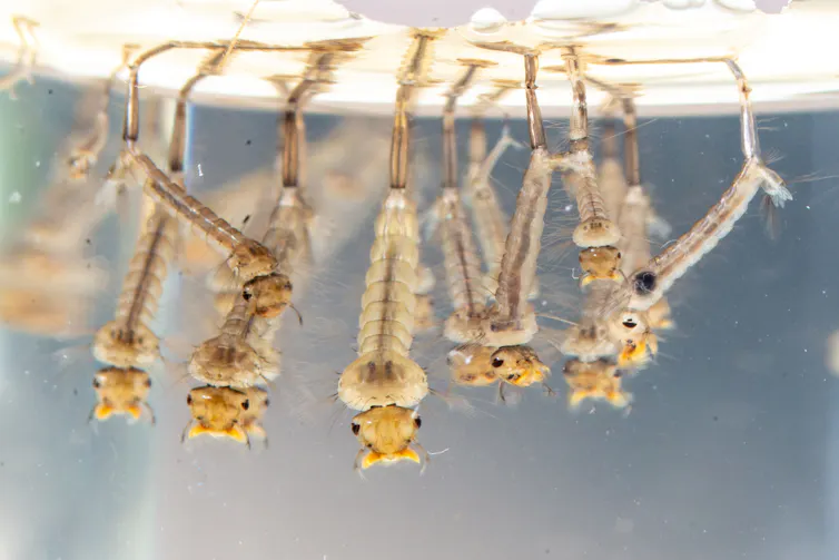 Photo macro de larves de moustiques dans de l’eau