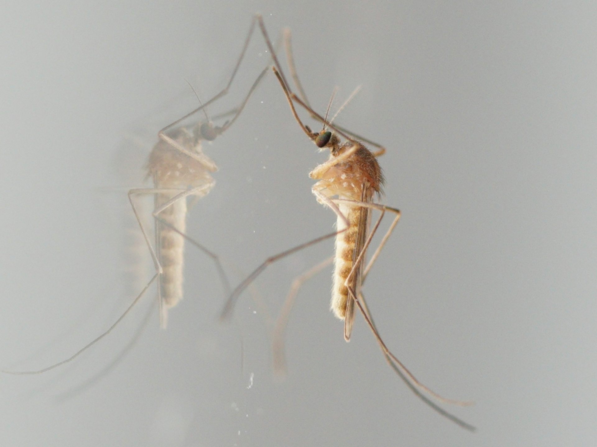 Photo d’un moustique posé sur une vitre.