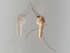 Photo d’un moustique posé sur une vitre.