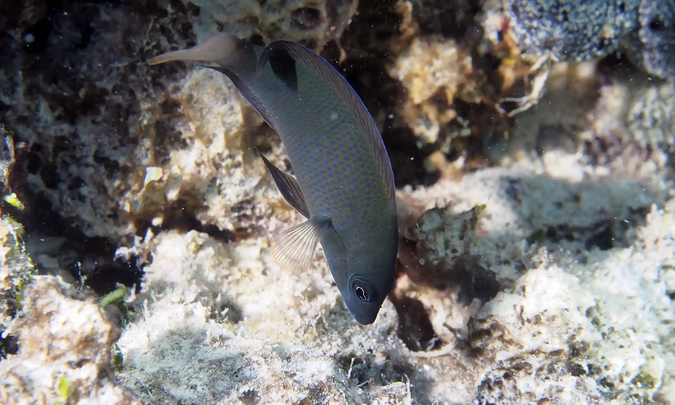 Fish Dooky The dusky dottyback, a master of disguise in the animal world