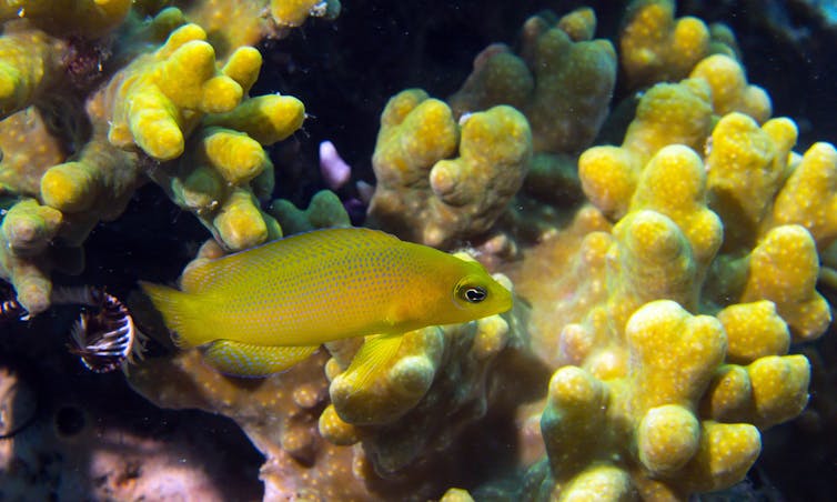 The dusky dottyback, a master of disguise in the animal world