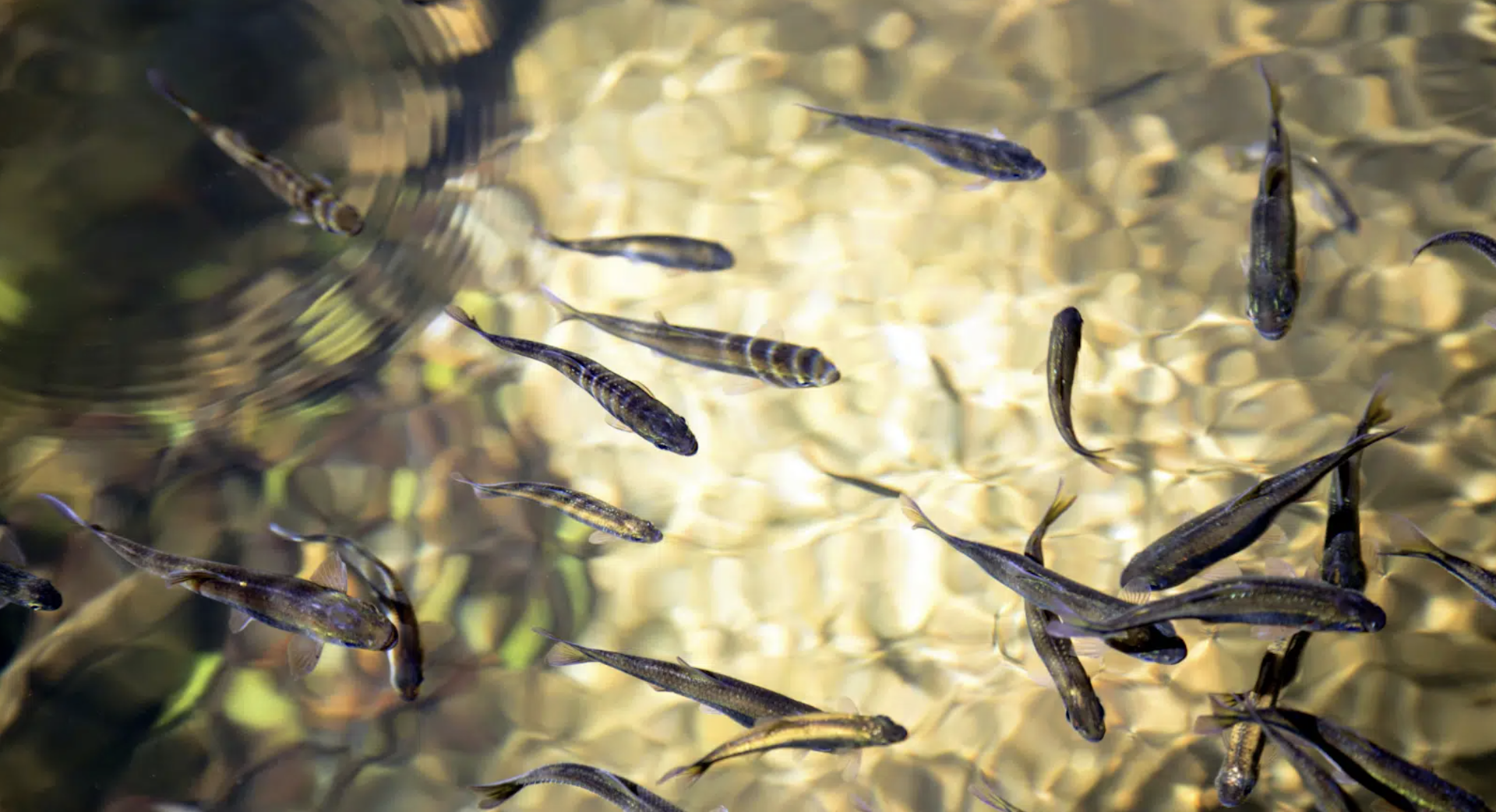 Parasitos de lambaris de rios da Mata Atlântica ganham nome e sobrenome