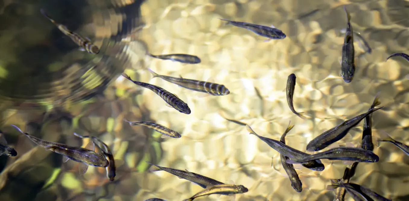 Parasitos de lambaris de rios da Mata Atlântica ganham nome e sobrenome